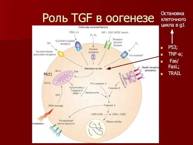 Роль TGF в оогенезе Р53; TNF-a; Fas/ FasL; TRAIL Остановка клеточного цикла в g1 Mcl1