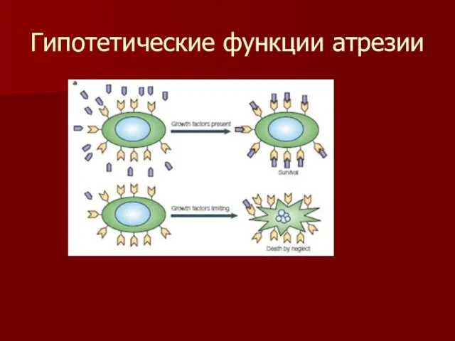 Гипотетические функции атрезии