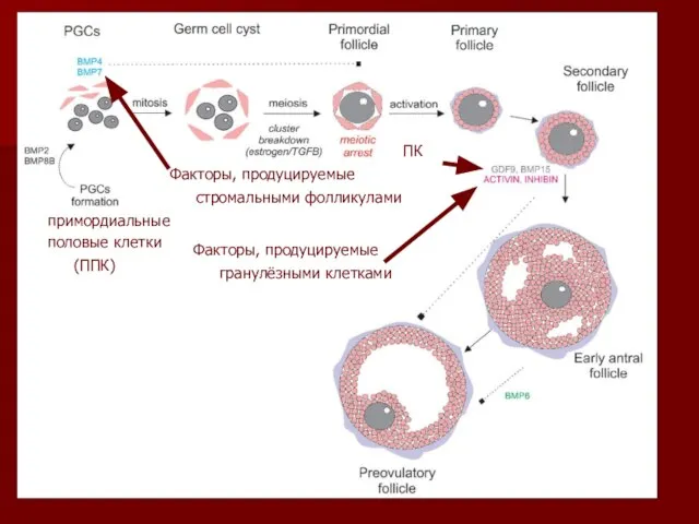 примордиальные половые клетки (ППК) Факторы, продуцируемые стромальными фолликулами Факторы, продуцируемые гранулёзными клетками ПК