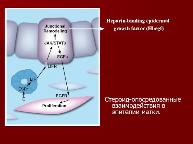 Cтероид-опосредованные взаимодействия в эпителии матки. Heparin-binding epidermal growth factor (Hbegf)