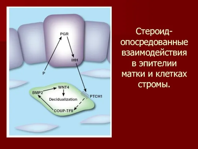 Cтероид-опосредованные взаимодействия в эпителии матки и клетках стромы.