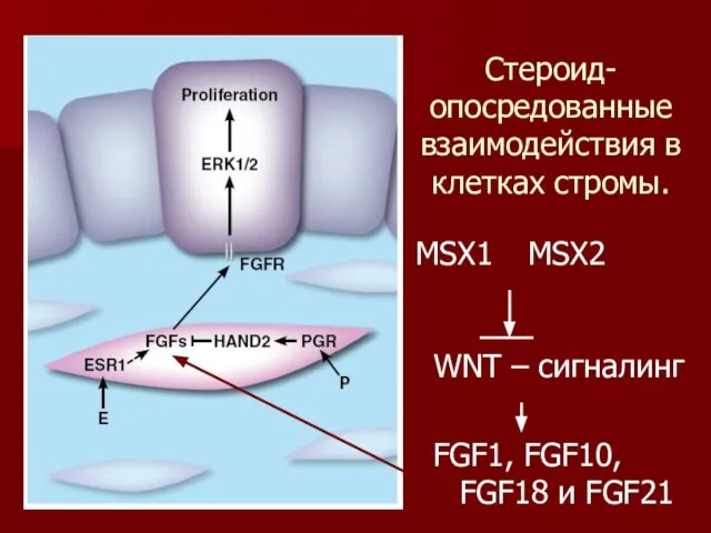 Cтероид-опосредованные взаимодействия в клетках стромы. MSX1 MSX2 WNT – сигналинг FGF1, FGF10, FGF18 и FGF21