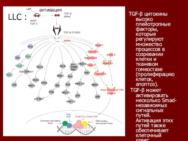 TGF-β цитокины высоко плейотропные факторы, которые регулируют множество процессов в созревании