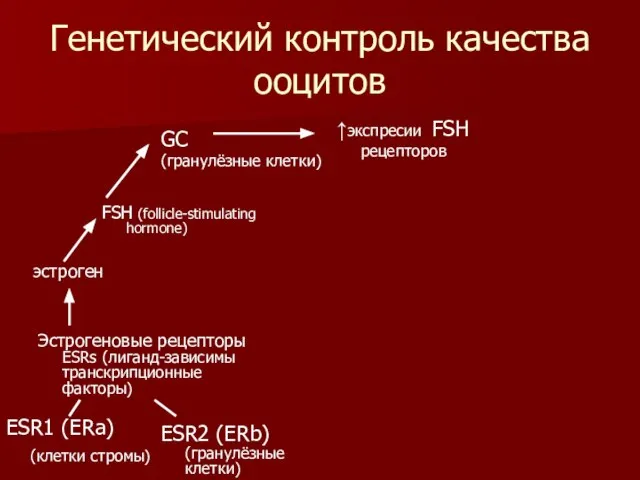 Генетический контроль качества ооцитов FSH (follicle-stimulating hormone) GC (гранулёзные клетки) ↑экспресии