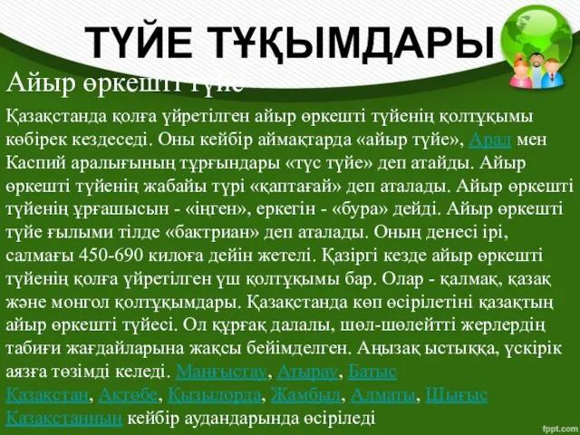 Айыр өркешті түйе Қазақстанда қолға үйретілген айыр өркешті түйенің қолтұқымы көбірек