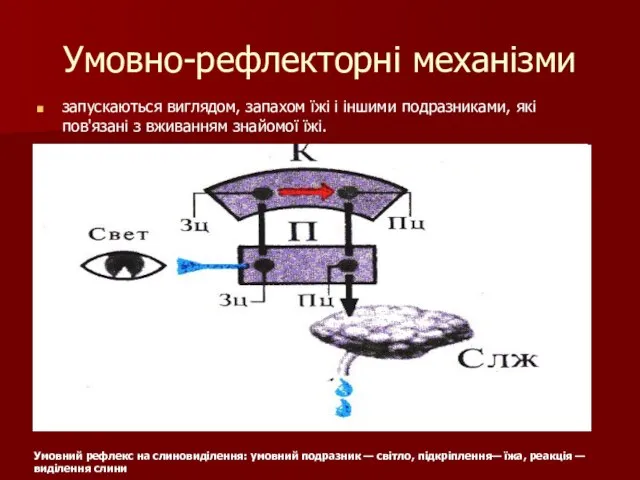 Умовно-рефлекторні механізми запускаються виглядом, запахом їжі і іншими подразниками, які пов'язані