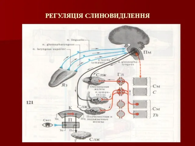 РЕГУЛЯЦІЯ СЛИНОВИДІЛЕННЯ