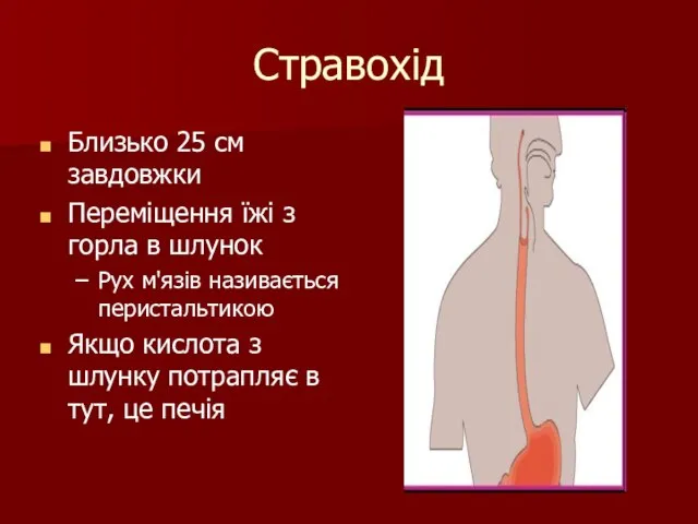 Стравохід Близько 25 см завдовжки Переміщення їжі з горла в шлунок