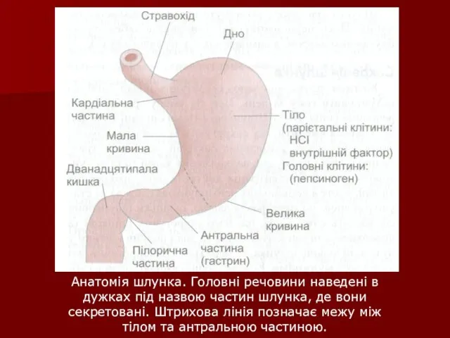 Анатомія шлунка. Головні речовини наведені в дужках під назвою частин шлунка,