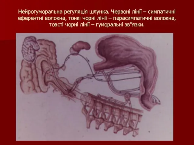 Нейрогуморальна регуляція шлунка. Червоні лінії – симпатичні еферентні волокна, тонкі чорні