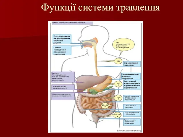 Функції системи травлення