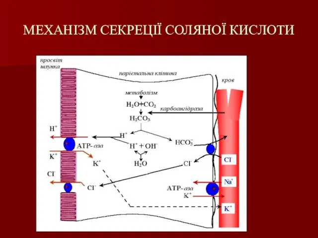 МЕХАНІЗМ СЕКРЕЦІЇ СОЛЯНОЇ КИСЛОТИ