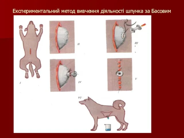 Експериментальний метод вивчення діяльності шлунка за Басовим