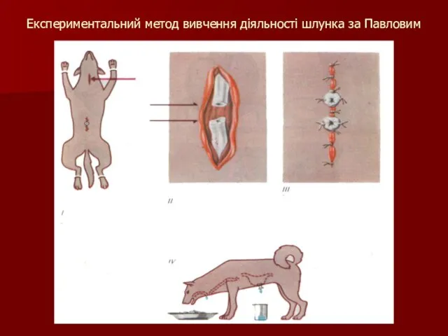Експериментальний метод вивчення діяльності шлунка за Павловим