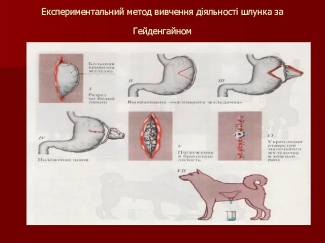 Експериментальний метод вивчення діяльності шлунка за Гейденгайном