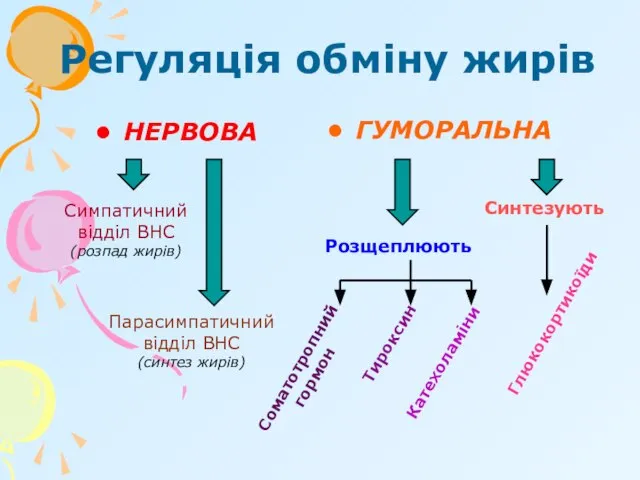 Регуляція обміну жирів НЕРВОВА ГУМОРАЛЬНА Симпатичний відділ ВНС (розпад жирів) Синтезують