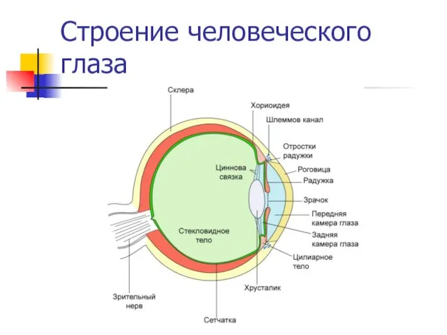 Строение человеческого глаза