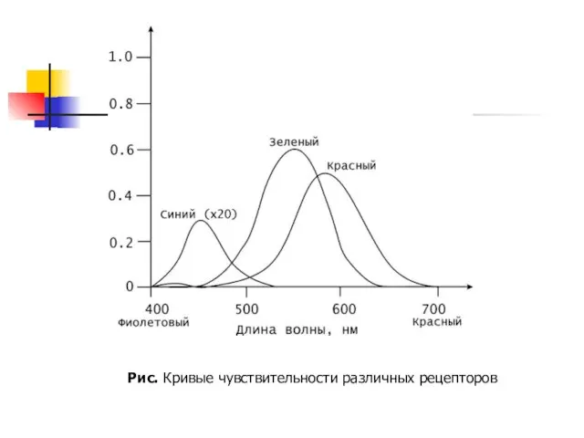 Рис. Кривые чувствительности различных рецепторов