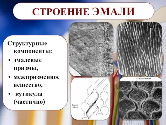 СТРОЕНИЕ ЭМАЛИ Структурные компоненты: эмалевые призмы, межпризменное вещество, кутикула (частично)