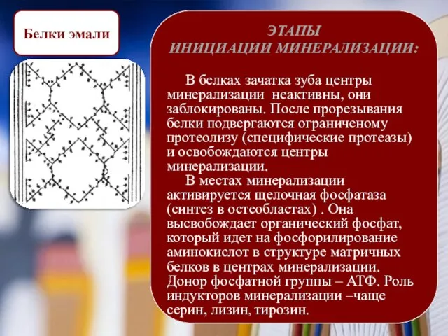 ЭТАПЫ ИНИЦИАЦИИ МИНЕРАЛИЗАЦИИ: В белках зачатка зуба центры минерализации неактивны, они