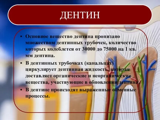 ДЕНТИН Основное вещество дентина пронизано множеством дентинных трубочек, количество которых колеблется