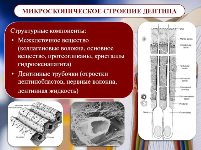 МИКРОСКОПИЧЕСКОЕ СТРОЕНИЕ ДЕНТИНА Структурные компоненты: Межклеточное вещество (коллагеновые волокна, основное вещество,