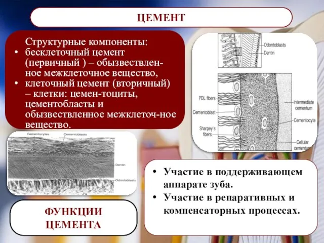 ЦЕМЕНТ Структурные компоненты: бесклеточный цемент (первичный ) – обызвествлен-ное межклеточное вещество,