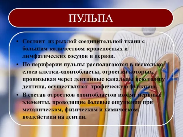 ПУЛЬПА Состоит из рыхлой соединительной ткани с большим количеством кровеносных и