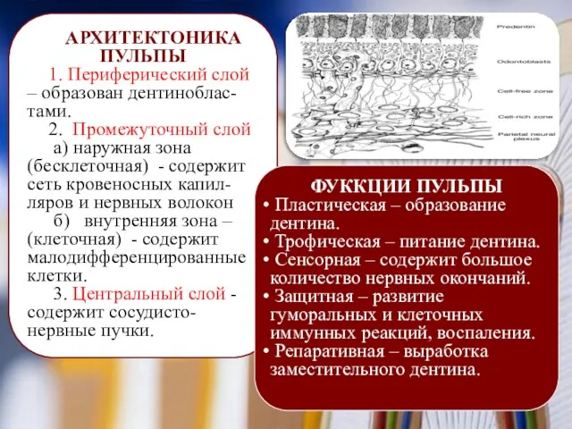 АРХИТЕКТОНИКА ПУЛЬПЫ 1. Периферический слой – образован дентиноблас-тами. 2. Промежуточный слой