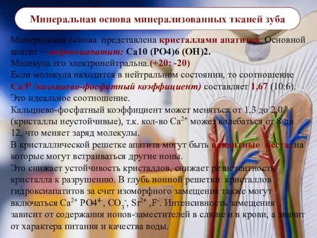 Минеральная основа минерализованных тканей зуба Минеральная основа представлена кристаллами апатитов. Основной