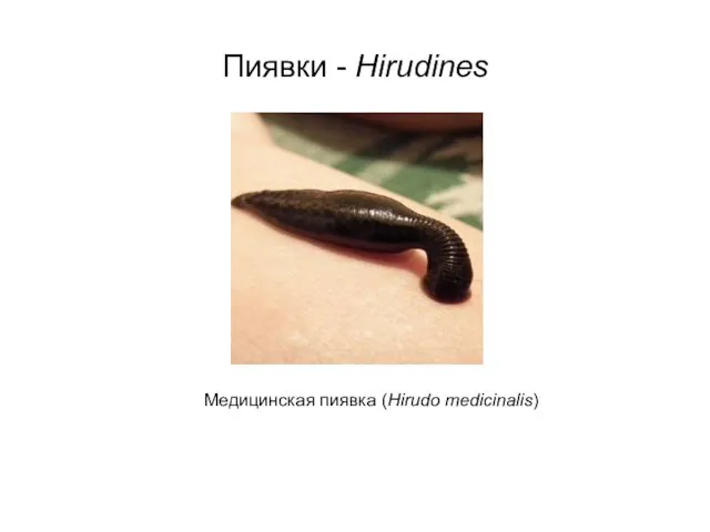 Пиявки - Hirudines Медицинская пиявка (Hirudo medicinalis)