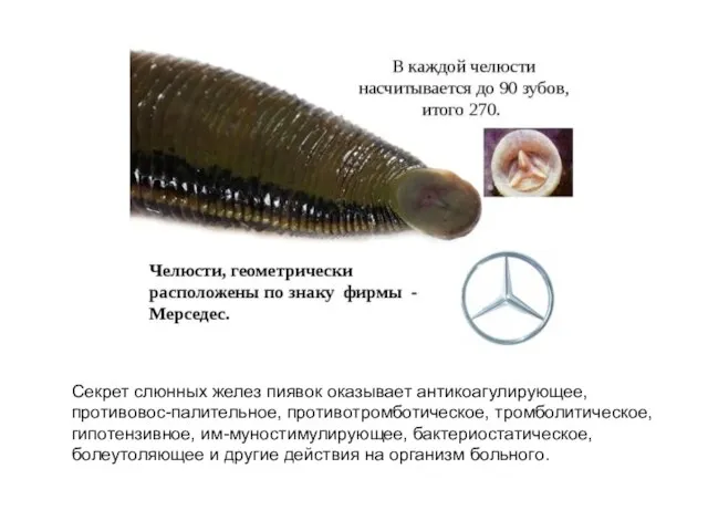 Секрет слюнных желез пиявок оказывает антикоагулирующее, противовос-палительное, противотромботическое, тромболитическое, гипотензивное, им-муностимулирующее,