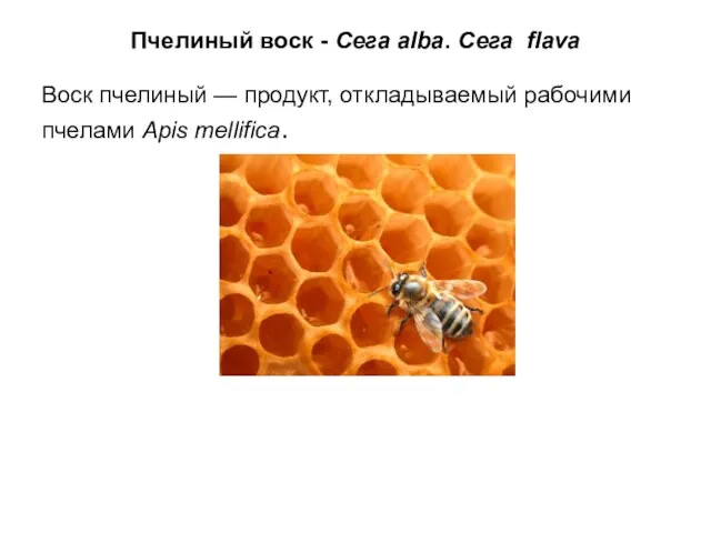 Пчелиный воск - Сега аlbа. Сега flavа Воск пчелиный — продукт, откладываемый рабочими пчелами Арis mellifiса.