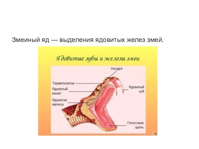 Змеиный яд — выделения ядовитых желез змей.