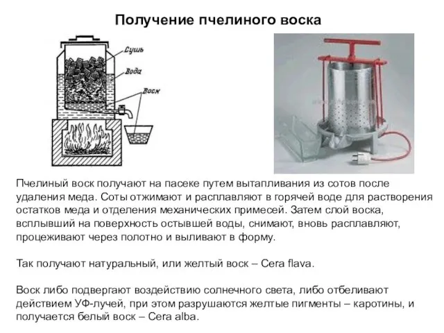 Получение пчелиного воска Пчелиный воск получают на пасеке путем вытапливания из