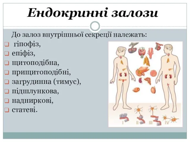 Ендокринні залози До залоз внутрішньої секреції належать: гіпофіз, епіфіз, щитоподібна, прищитоподібні, загрудинна (тимус), підшлункова, надниркові, статеві.