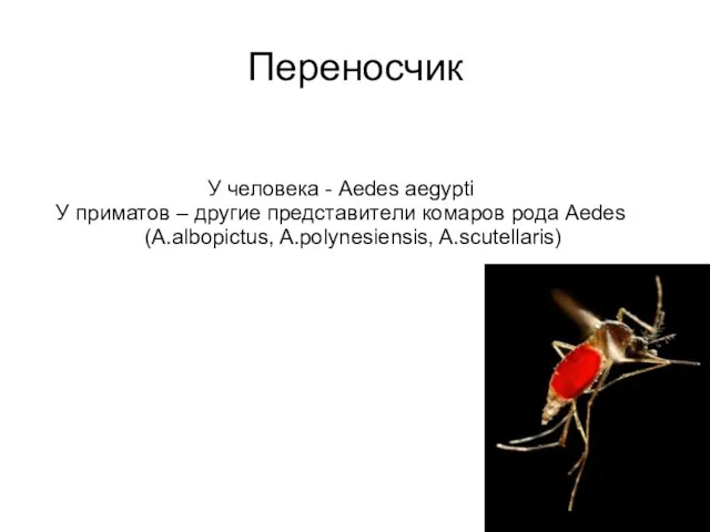 Переносчик У человека - Aedes aegypti У приматов – другие представители