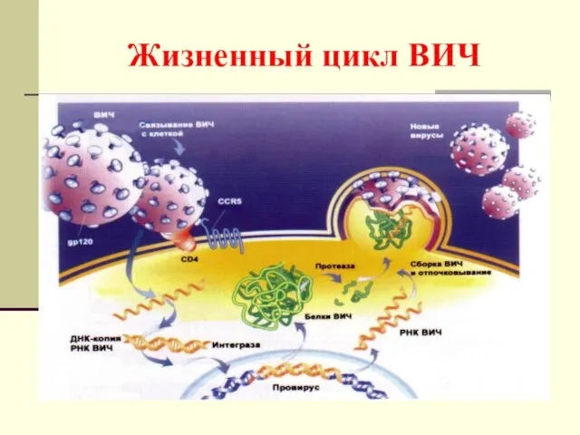 Жизненный цикл ВИЧ