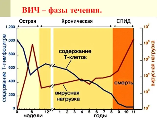 ВИЧ – фазы течения.