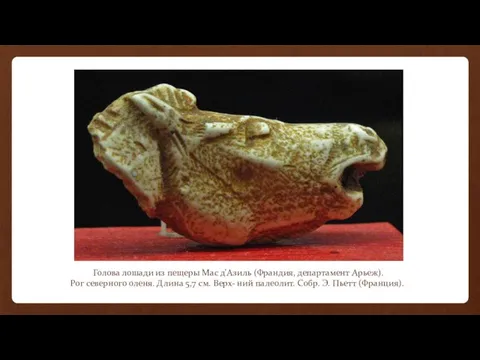 Голова лошади из пещеры Мас д'Азиль (Франдия, департамент Арьеж). Рог северного
