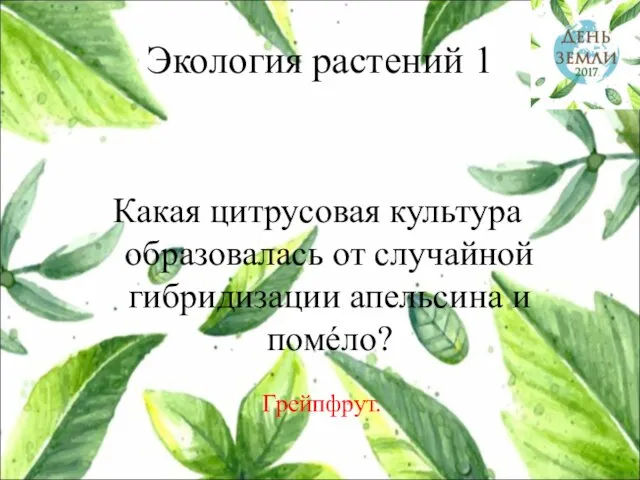 Экология растений 1 Какая цитрусовая культура образовалась от случайной гибридизации апельсина и помéло? Грейпфрут.