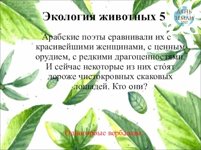 Экология животных 5 Арабские поэты сравнивали их с красивейшими женщинами, с