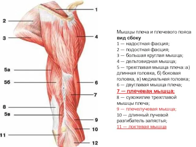 Мышцы плеча и плечевого пояса вид сбоку 1 — надостная фасция;