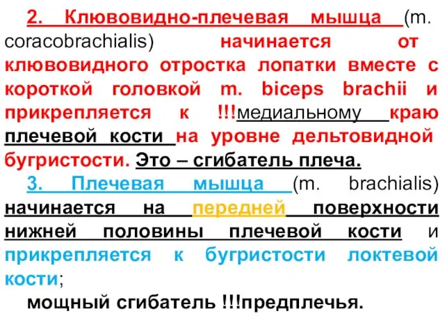 2. Клювовидно-плечевая мышца (m. coracobrachialis) начинается от клювовидного отростка лопатки вместе