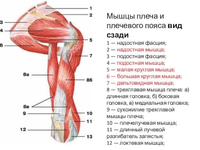 Мышцы плеча и плечевого пояса вид сзади 1 — надостная фасция;