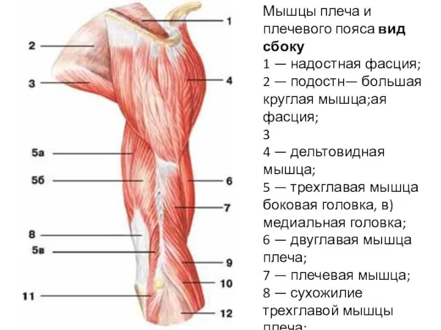 Мышцы плеча и плечевого пояса вид сбоку 1 — надостная фасция;