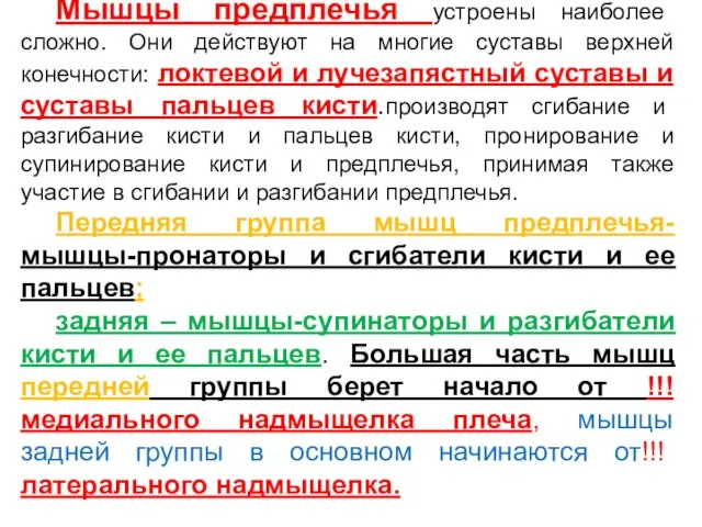 Мышцы предплечья устроены наиболее сложно. Они действуют на многие суставы верхней