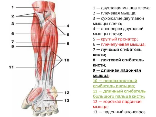 1 — двуглавая мышца плеча; 2 — плечевая мышца; 3 —