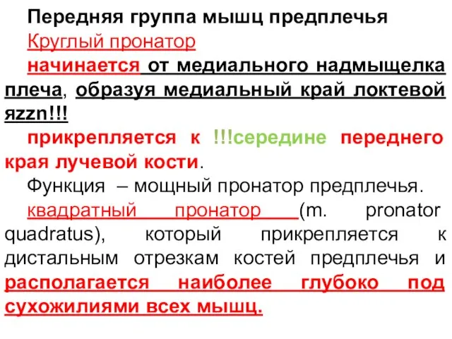 Передняя группа мышц предплечья Круглый пронатор начинается от медиального надмыщелка плеча,