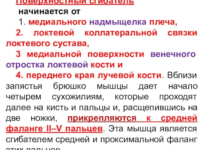 Поверхностный сгибатель начинается от 1. медиального надмыщелка плеча, 2. локтевой коллатеральной